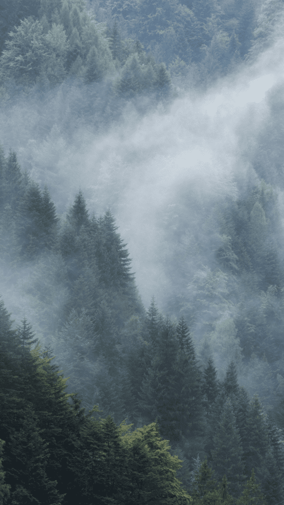 Wald und Nebel